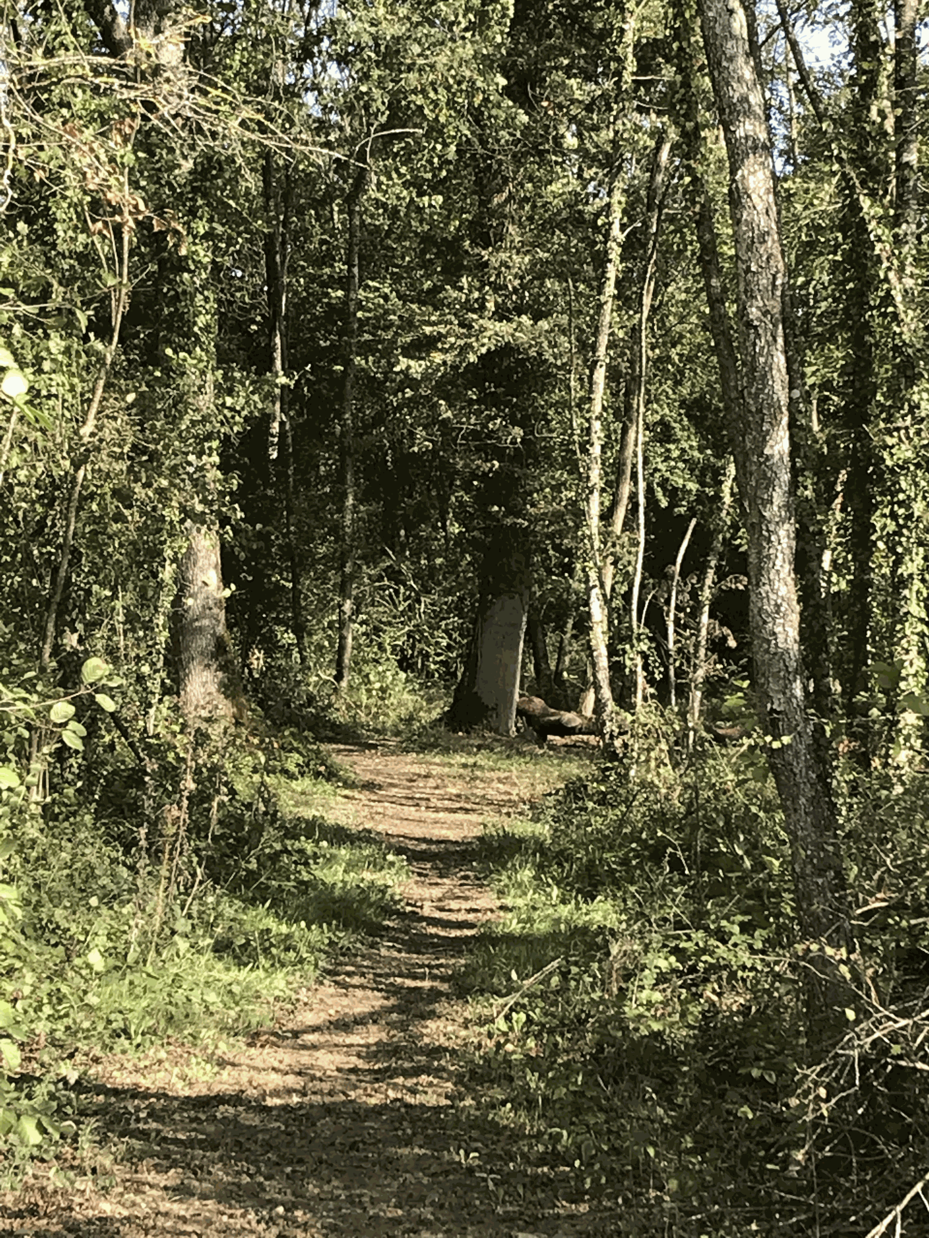 Image de diapositive